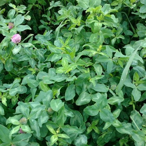 Gallant Red Clover seeds