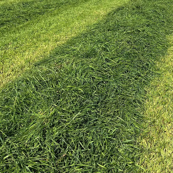 Beef Pasture Mix